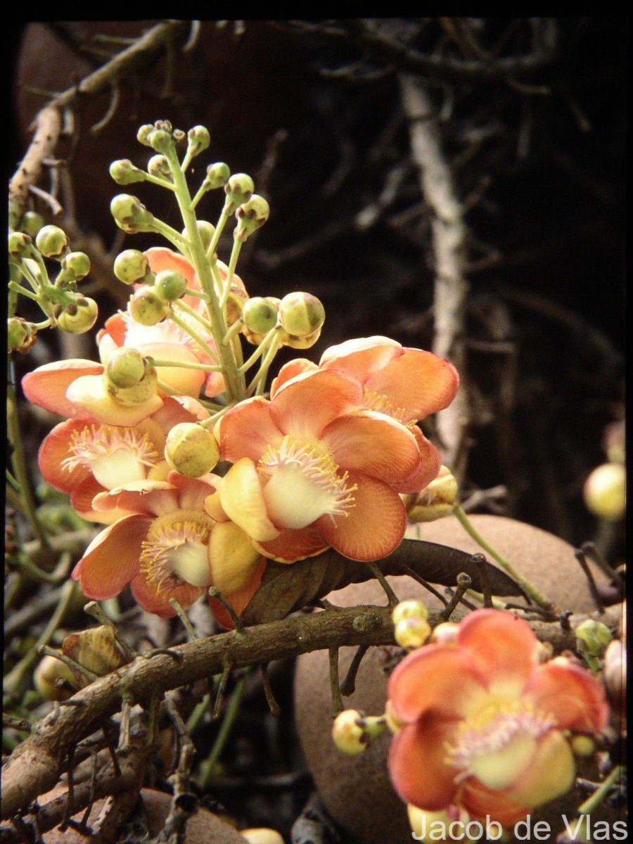 Couroupita guianensis Aubl.